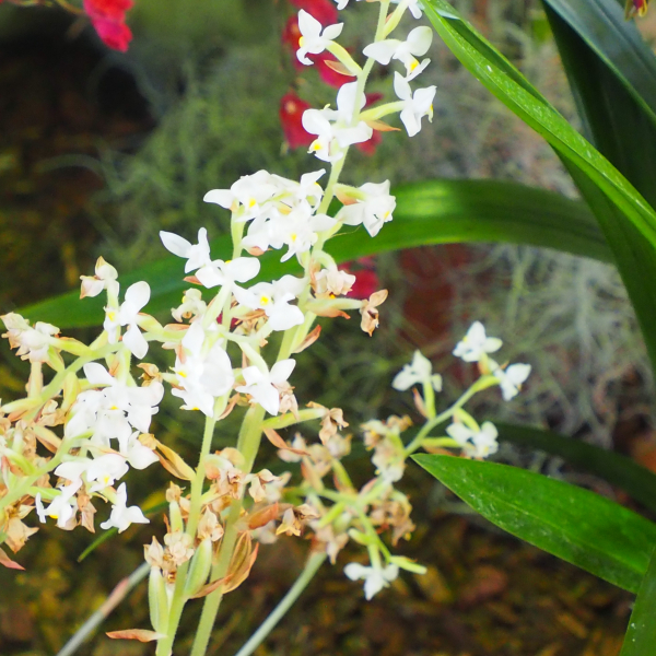 vergeze_2025